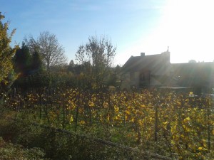 20151101_150300_resized