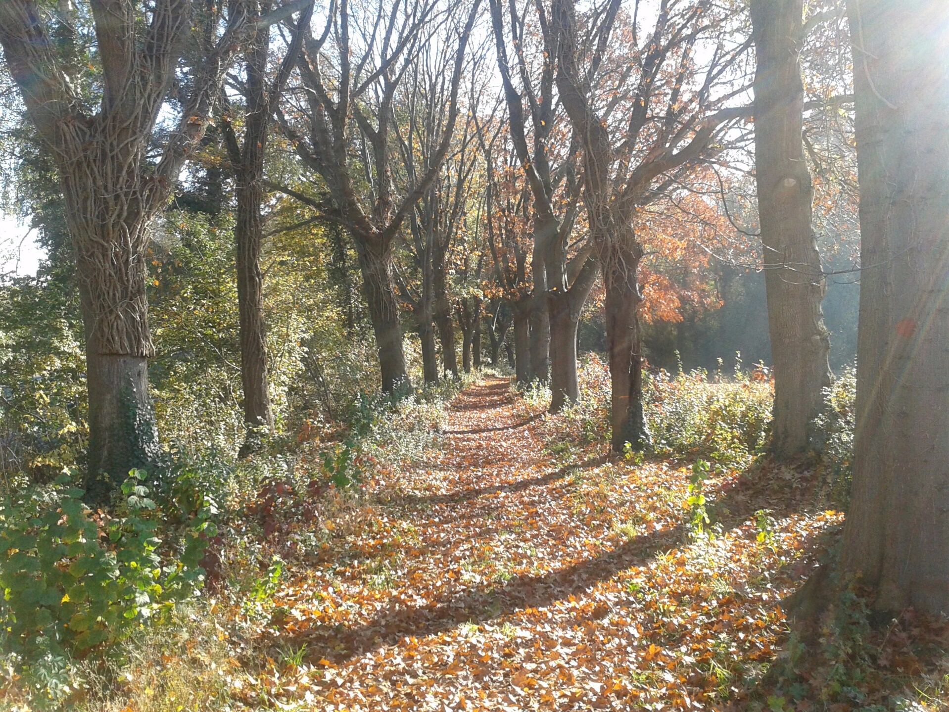 20151102_130543_resized